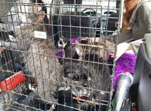 В Калининграде в котокафе «Мяу-мяу» погибло более двадцати кошек из-за прорыва трубы