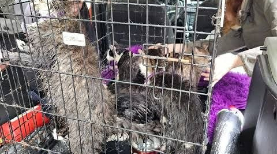 В Калининграде в котокафе «Мяу-мяу» погибло более двадцати кошек из-за прорыва трубы
