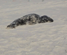 На Куршской косе спасают истощённого детёныша тюленя