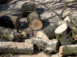 В Багратионовске при обрезке деревьев погиб рабочий