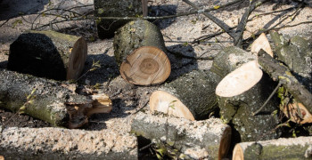 В Багратионовске при обрезке деревьев погиб рабочий
