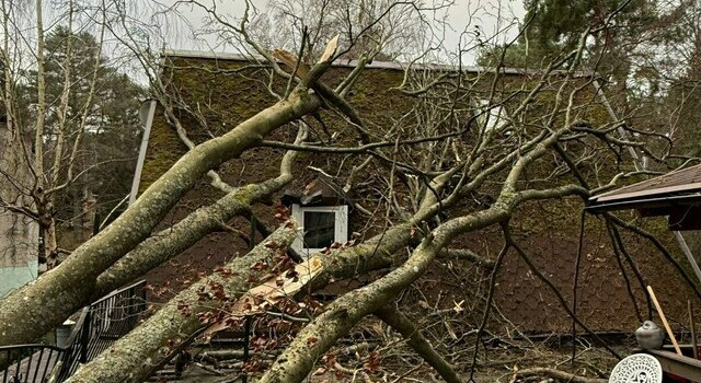 В Светлогорске дерево рухнуло на дом врача: семья мёрзнет под дырявой крышей