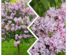 Сирень штамбовая в ассортименте