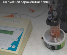 В Калининградскую область не пропустили две партии слив с опасным заболеванием