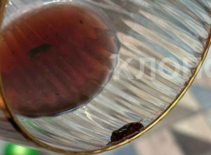 Калининградские покупательницы нашли в бутылке полусладкого вина семь насекомых