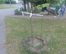 Неизвестные вырубили липы у братской могилы на Ялтинской в Калининграде