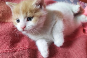 Отдам котенка в добрые руки