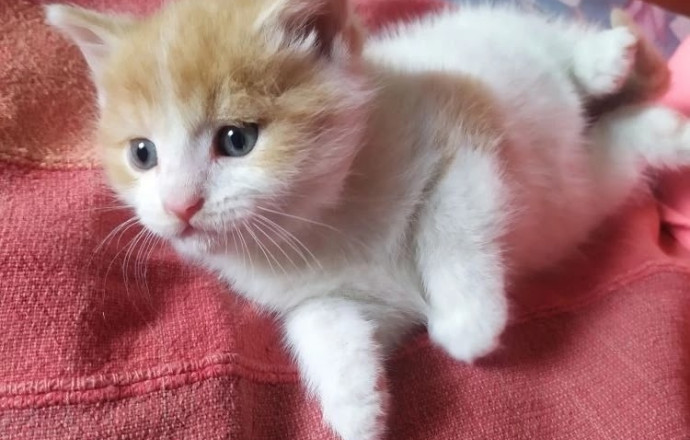 Отдам котенка в добрые руки