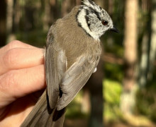 На Куршской косе поймали хохлатую синицу с вишнёвыми глазами