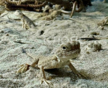 Более 50 ушастых круглоголовок поступили в калининградский центр «Дом дракона»