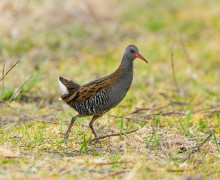 Водяного пастушка заметили в Светловском округе
