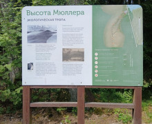 Высота Мюллера (Куршская коса)