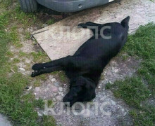 Потерявшая лабрадора калининградка обнаружила похожую собаку с непростой судьбой