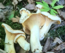 В Гвардейском районе начался сезон деликатесных грибов с анисовым ароматом