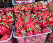В Калининграде нелегальные продавцы клубники привлекают к торговле подростков