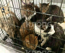Прорыв трубы в антикафе «Мяу Мяу» в Калининграде: 22 кошки погибли