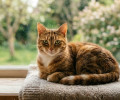 Коту в Калининграде требуется переливание крови: ищут доноров