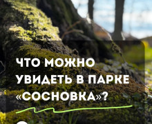 В парке «Сосновка» под Зеленоградском сохранились редкие растения и руины старинной усадьбы