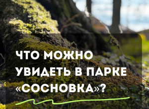 В парке «Сосновка» под Зеленоградском сохранились редкие растения и руины старинной усадьбы
