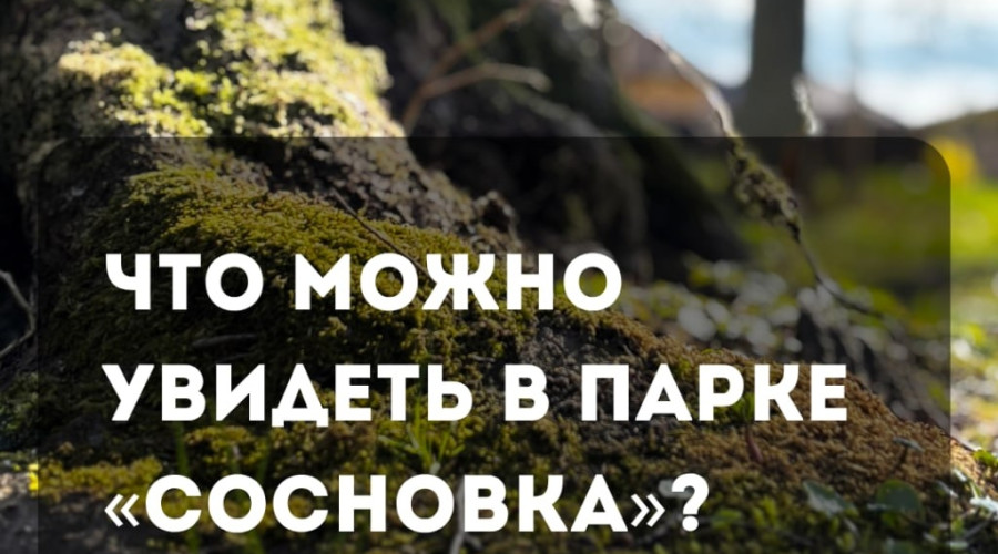 В парке «Сосновка» под Зеленоградском сохранились редкие растения и руины старинной усадьбы