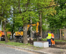 На проспекте Победы в Калининграде продолжили ремонт тротуара: жители обеспокоены сохранностью деревьев