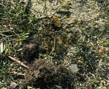 На Верхнем озере в Калининграде при спиливании деревьев разрушили пчелиное дупло