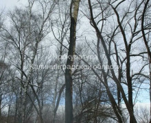 С базы на Правой Набережной взыскивают около 672 тысяч рублей за утраченные из-за пожара растения