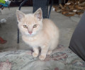 В Советске ищут дом для найденного котёнка