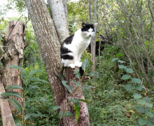Калининградцы ищут дом для трёх котиков и пропавшего кота