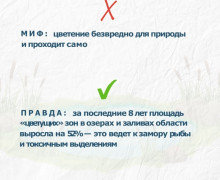 Цветение водорослей в водоёмах Калининградской области: проблема усугубляется