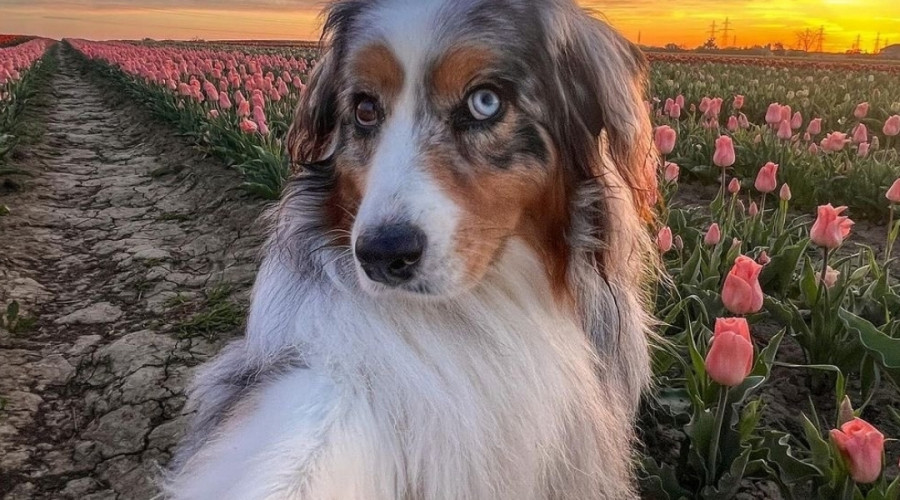 Селфи с характером и тюльпановые поля в посёлке Калинково