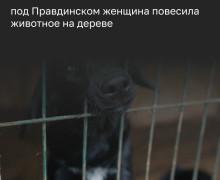 Жительница Правдинского района подозревается в жестоком обращении с чужой собакой