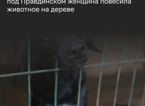 Жительница Правдинского района подозревается в жестоком обращении с чужой собакой