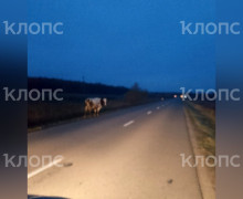 Под Калининградом водитель с детьми едва избежал столкновения с коровой и фурой
