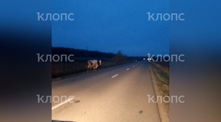 Под Калининградом водитель с детьми едва избежал столкновения с коровой и фурой