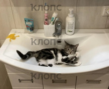 «Порой казалось, что котёнок обречён»: калининградка спасла найденного у «Котофейни» в Зеленоградске малыша