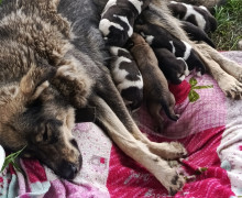 В Калининградской области ищут дом для котят и собаки со щенками