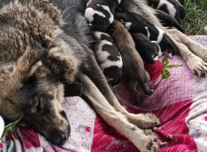 В Калининградской области ищут дом для котят и собаки со щенками