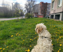 В Чкаловске разыскивают пропавшую собаку