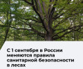 В России вступили в силу новые правила санитарной безопасности в лесах