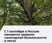 В России вступили в силу новые правила санитарной безопасности в лесах