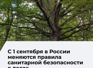В России вступили в силу новые правила санитарной безопасности в лесах
