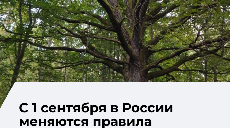 В России вступили в силу новые правила санитарной безопасности в лесах