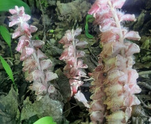 На Куршской косе обнаружен редкий подземный цветок петров крест