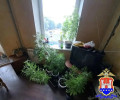 В Калининграде у местного жителя изъяли марихуану и 12 растений конопли