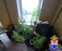 В Калининграде у местного жителя изъяли марихуану и 12 растений конопли