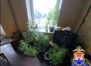 В Калининграде у местного жителя изъяли марихуану и 12 растений конопли