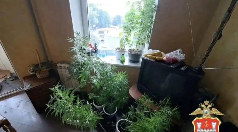 В Калининграде у местного жителя изъяли марихуану и 12 растений конопли