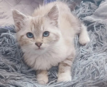 В Калининграде ищут дом для двухмесячной кошки Ляли