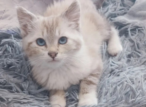 В Калининграде ищут дом для двухмесячной кошки Ляли